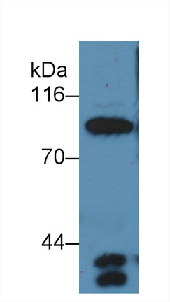 Polyclonal Antibody to Complement Component 4a (C4a)