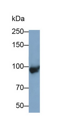 Polyclonal Antibody to Complement Component 4a (C4a)