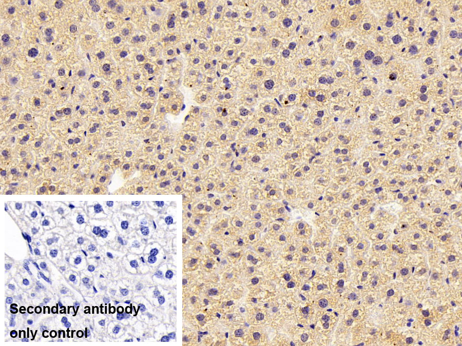 Polyclonal Antibody to Complement Component 4a (C4a)