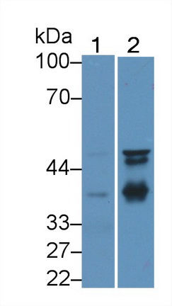 Polyclonal Antibody to Inhibin Alpha (INHa)