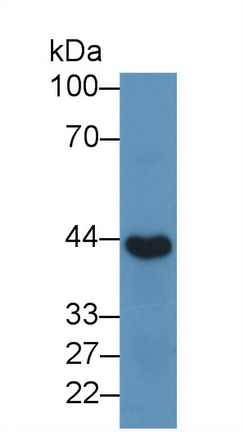 Polyclonal Antibody to Inhibin Alpha (INHa)