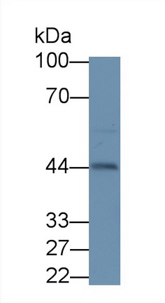 Polyclonal Antibody to Inhibin Alpha (INHa)