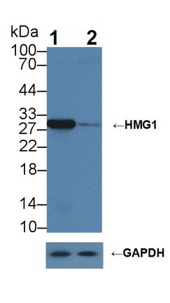 Polyclonal Antibody to High Mobility Group Protein 1 (HMGB1)