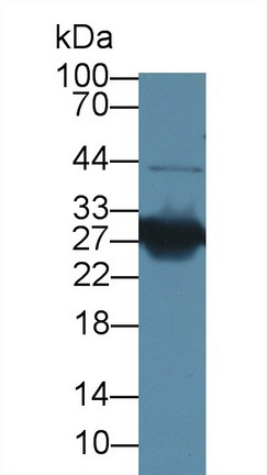 Polyclonal Antibody to High Mobility Group Protein 1 (HMGB1)