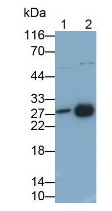 Polyclonal Antibody to High Mobility Group Protein 1 (HMGB1)