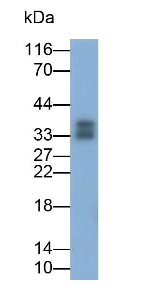 Polyclonal Antibody to High Mobility Group Protein 1 (HMGB1)
