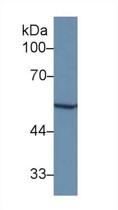 Polyclonal Antibody to Matrix Metalloproteinase 12 (MMP12)