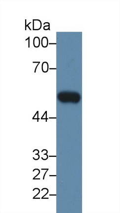 Polyclonal Antibody to Matrix Metalloproteinase 12 (MMP12)