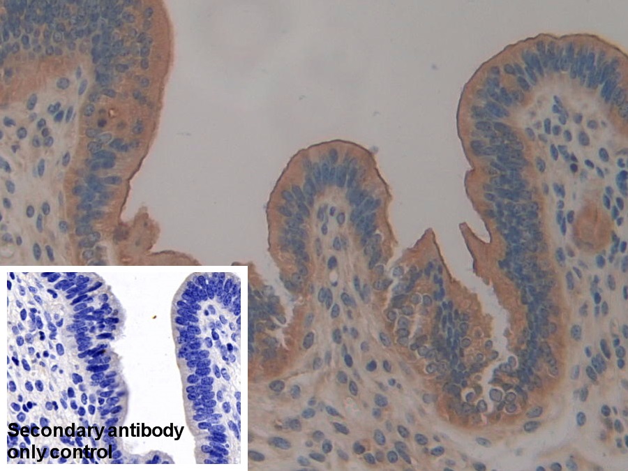 Polyclonal Antibody to Mucin 1 (MUC1)