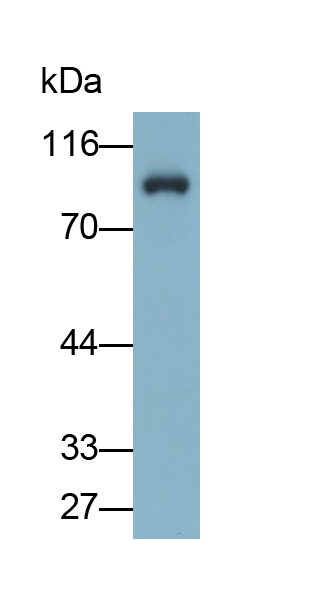 Polyclonal Antibody to Protein Kinase C Gamma (PKCg)