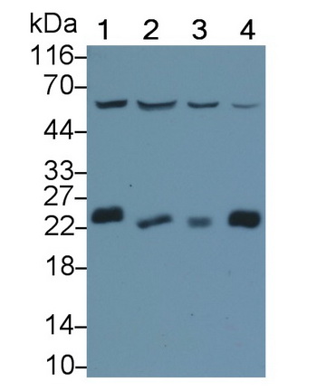 Polyclonal Antibody to Myelin Oligodendrocyte Glycoprotein (MOG)