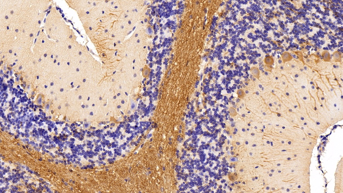 Polyclonal Antibody to Myelin Oligodendrocyte Glycoprotein (MOG)