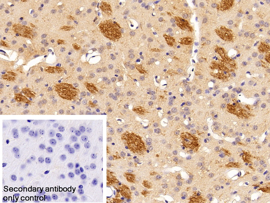 Polyclonal Antibody to Myelin Oligodendrocyte Glycoprotein (MOG)