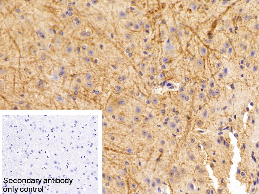 Polyclonal Antibody to Myelin Oligodendrocyte Glycoprotein (MOG)