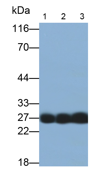 Polyclonal Antibody to Myelin Oligodendrocyte Glycoprotein (MOG)