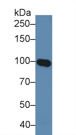 Polyclonal Antibody to Myelin Associated Glycoprotein (MAG)