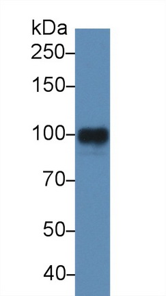 Polyclonal Antibody to Myelin Associated Glycoprotein (MAG)