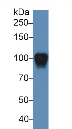 Polyclonal Antibody to Myelin Associated Glycoprotein (MAG)