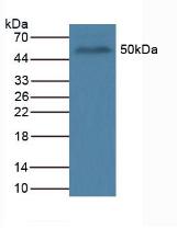 Polyclonal Antibody to Octamer Binding Transcription Factor 4 (OCT4)