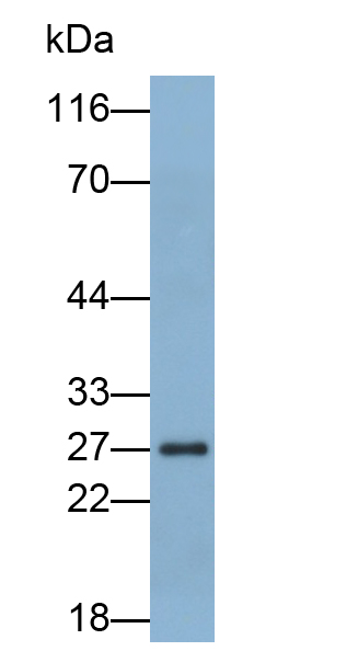 Polyclonal Antibody to Granzyme M (GZMM)