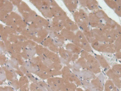 Polyclonal Antibody to Protein Kinase C Delta (PKCd)