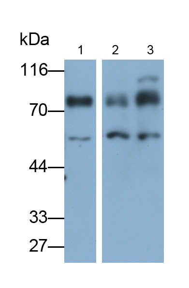 Polyclonal Antibody to Heat Shock Transcription Factor 1 (HSF1)