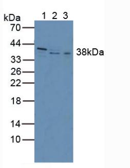 Polyclonal Antibody to Inhibin Beta C (INHbC)