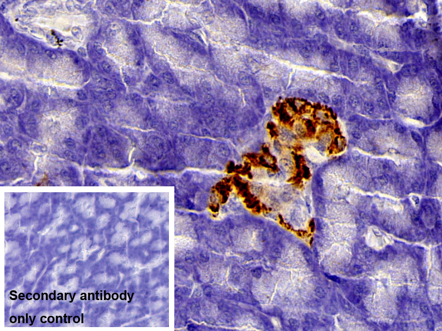 Polyclonal Antibody to Insulin (INS)