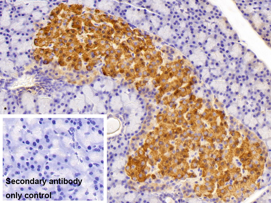 Polyclonal Antibody to Insulin (INS)