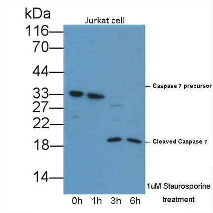 Polyclonal Antibody to Caspase 7 (CASP7)