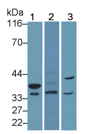 Polyclonal Antibody to Caspase 7 (CASP7)