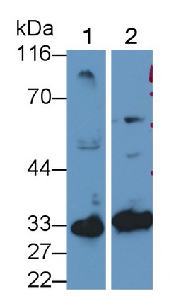 Polyclonal Antibody to Caspase 7 (CASP7)