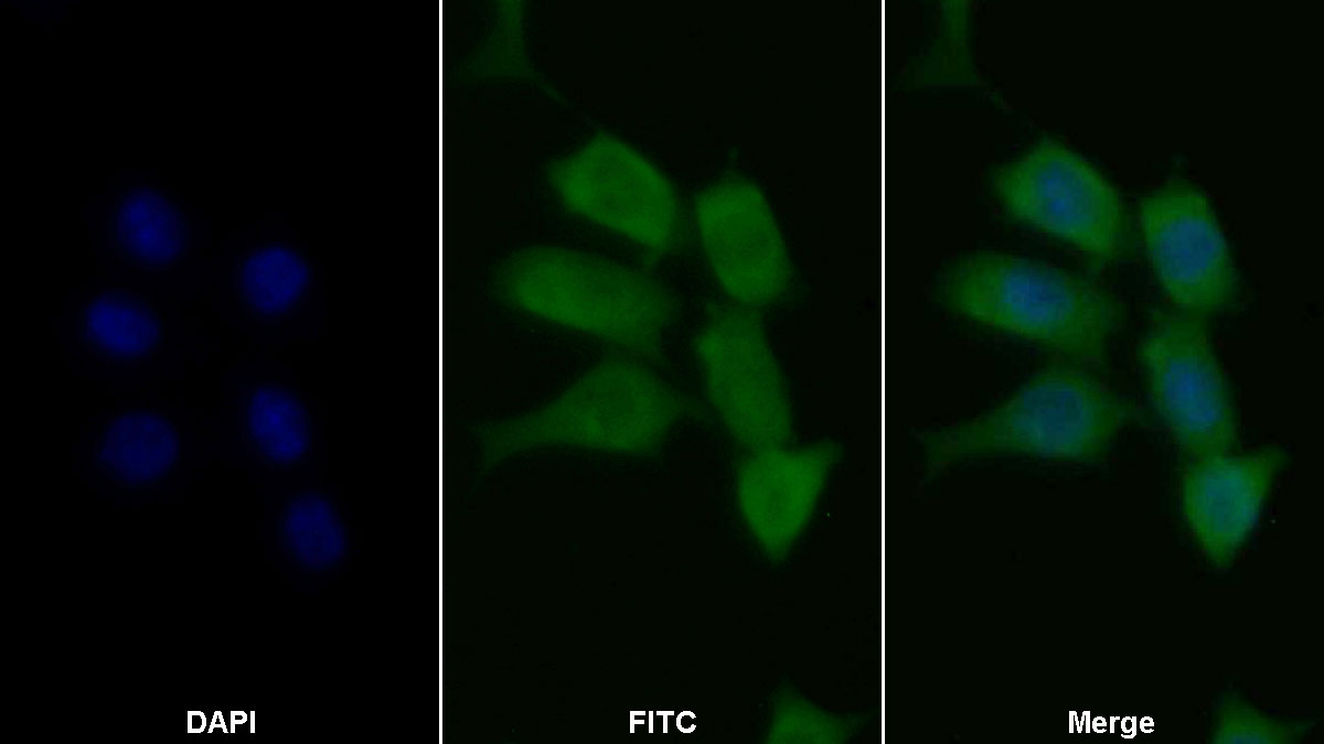 Polyclonal Antibody to Caspase 7 (CASP7)