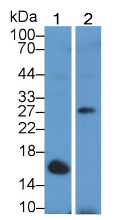 Polyclonal Antibody to Caspase 14 (CASP14)