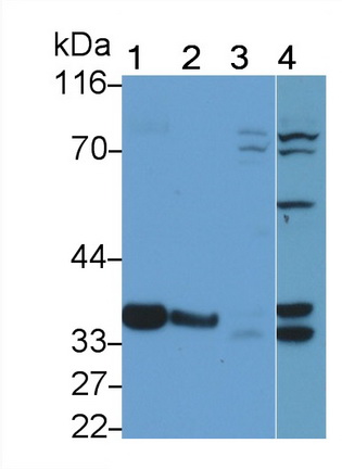 Polyclonal Antibody to Caspase 14 (CASP14)