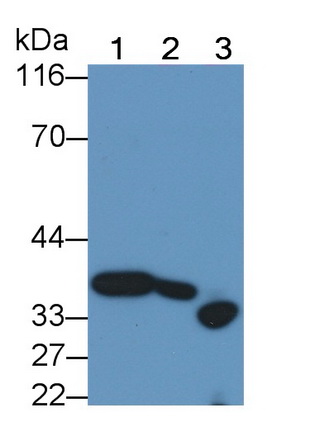 Polyclonal Antibody to Caspase 14 (CASP14)