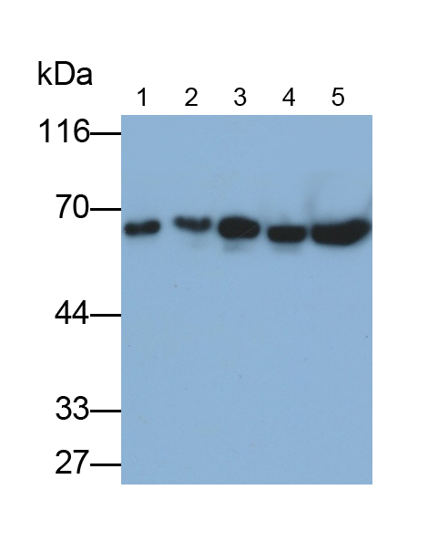 Polyclonal Antibody to Cluster Of Differentiation 55 (CD55)