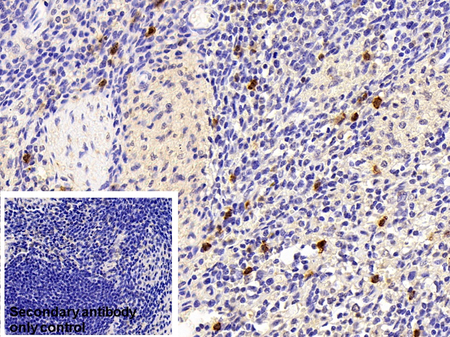 Polyclonal Antibody to Cystatin A (CSTA)