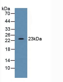 Polyclonal Antibody to Stromal Cell Derived Factor 2 (SDF2)