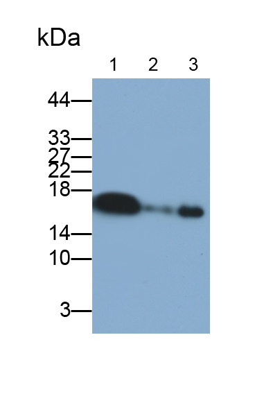 Polyclonal Antibody to Myoglobin (MYO)