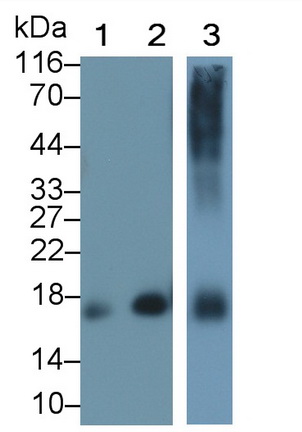 Polyclonal Antibody to Myoglobin (MYO)