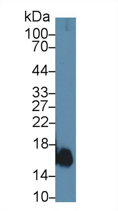 Polyclonal Antibody to Myoglobin (MYO)