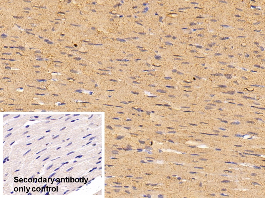 Polyclonal Antibody to Myoglobin (MYO)