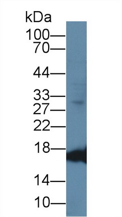 Polyclonal Antibody to Myoglobin (MYO)