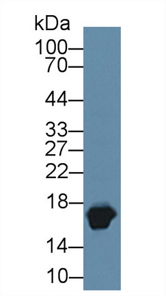 Polyclonal Antibody to Myoglobin (MYO)