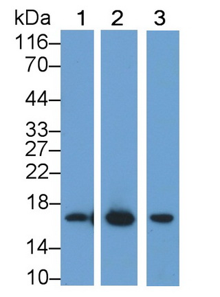 Polyclonal Antibody to Myoglobin (MYO)