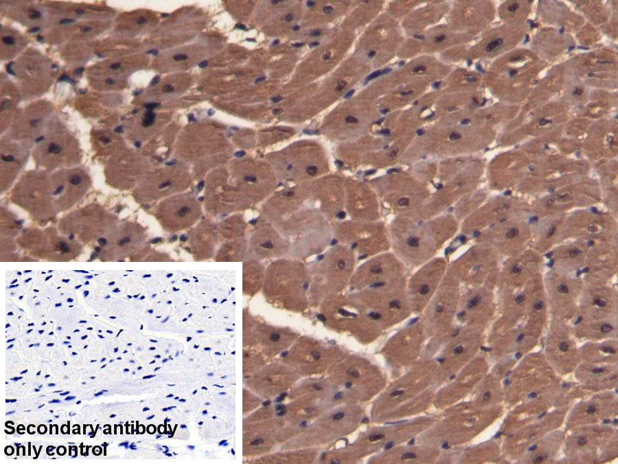 Polyclonal Antibody to Myoglobin (MYO)