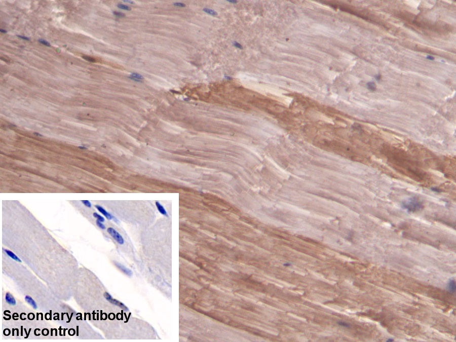 Polyclonal Antibody to Myoglobin (MYO)