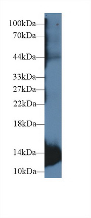 Polyclonal Antibody to Myoglobin (MYO)