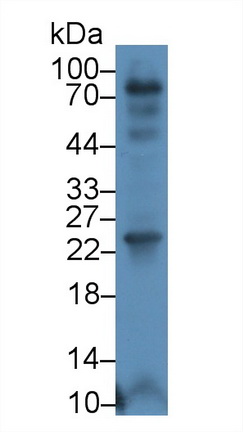 Polyclonal Antibody to Endothelin 1 (EDN1)